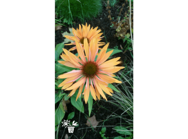 Echinacea   'Big Kahuna'